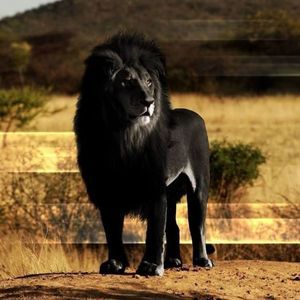 Meet your Posher, Seals